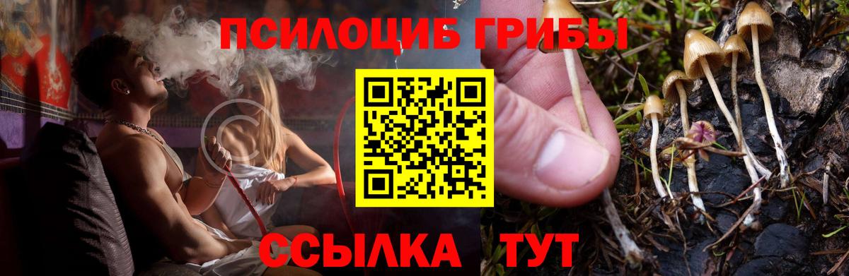 Братск  Псилоцибиновые грибы Psilocybe  Вход с VPN 